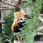 神奈川の野毛山動物園-60年以上の歴史ある動物園